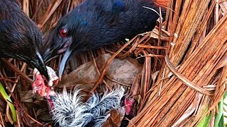 induk burung bubut berebut makanan didepan anak nya