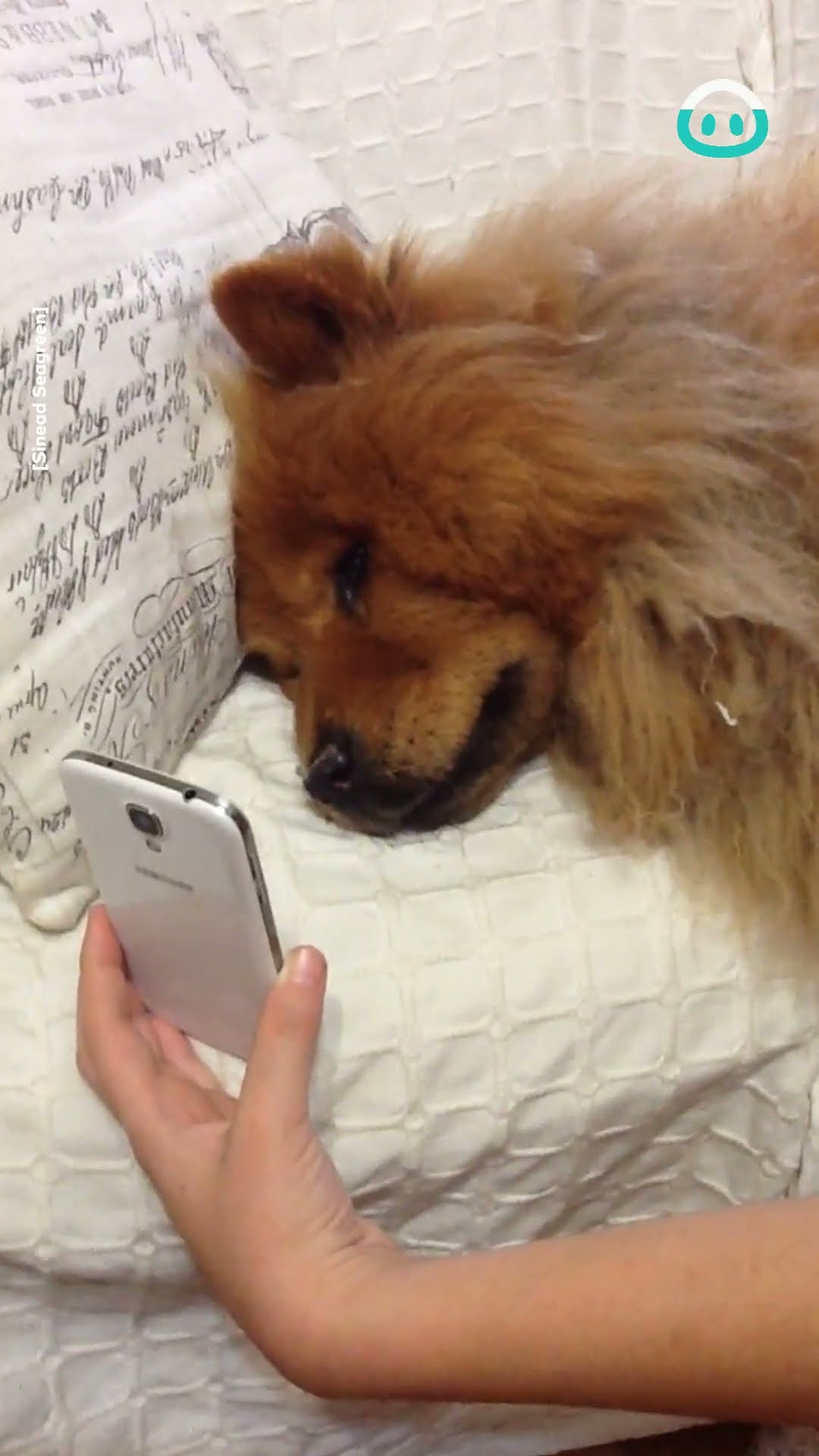Chow Chow Misses Mommy || ViralHog