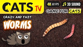 CATS TV - Fast worms game 🙀🪱 4K 🔴 60fps 🔊 3D Sound 😻📺 [4K]