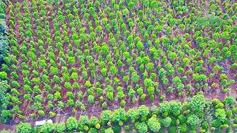 Mô Hình Cây Cà Phê Xen Canh Hồ Tiêu