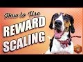 Teach Your Dog to Listen - Use Reward Scaling for Stellar Improvement Teach Your Dog to Listen - Use Reward Scaling for Stellar Improvement