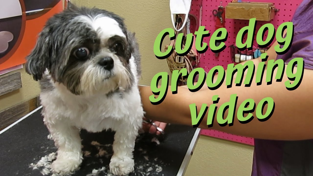 Watch a relaxing Shih Tzu grooming PT1 of 2 YouTube