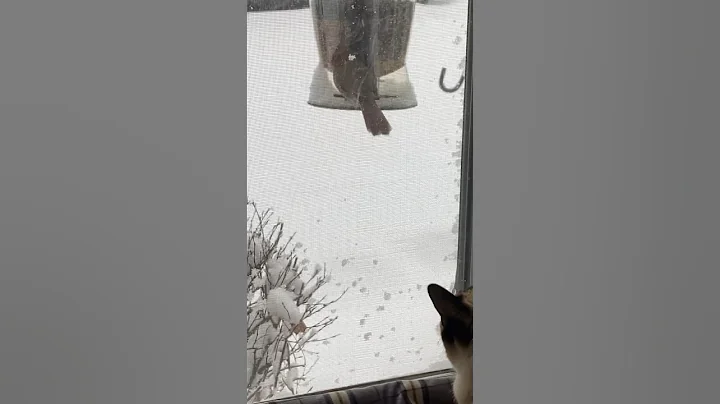 Video 3790481: boy siamese cat, female siamese cat, siamese cat first, cats first snow