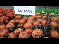 Chrysanthemum trials colombia royal van zanten june 2018 part 1
