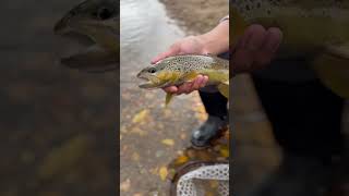 Catch and release fly fishing in Colorado #browntroutflyfishing #troutfishing #trout #troutreel