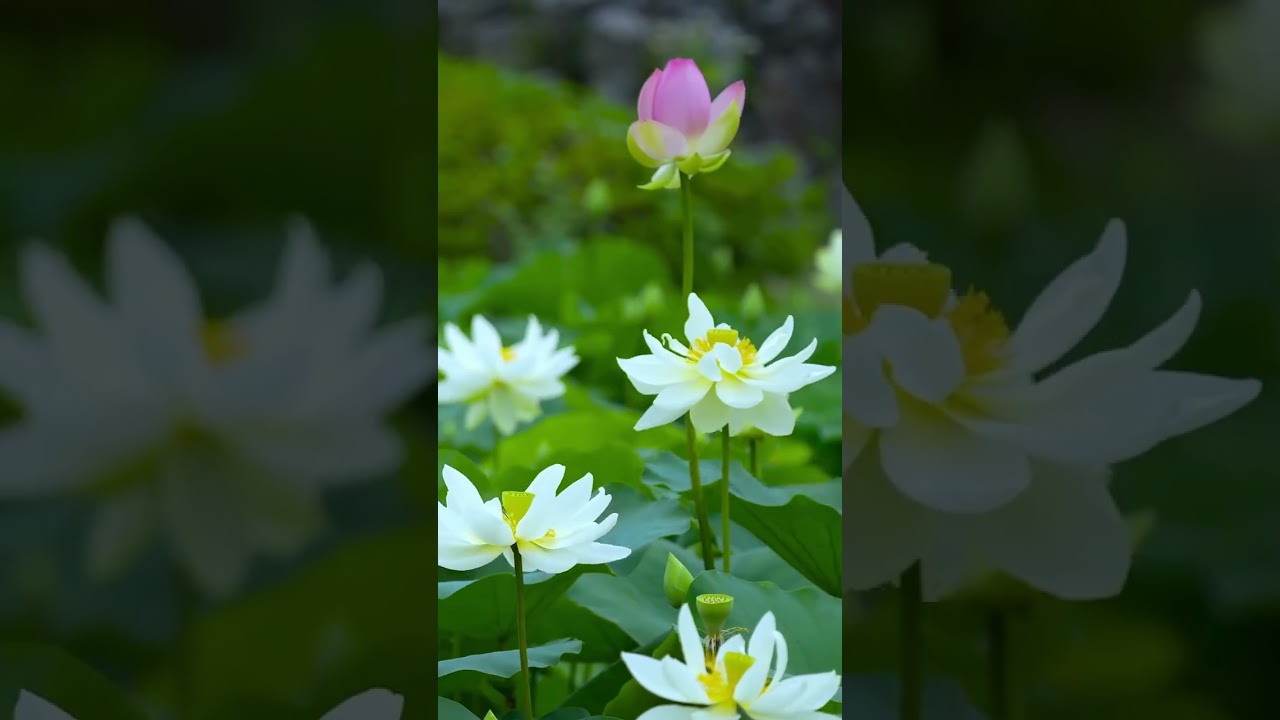 Emotional Resilience Through Mindfulness-Dharma Talk