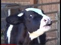 FARM ANIMALS on the FARM (real authentic sounds) Compilation - 68 MIN. KID COLLECTION