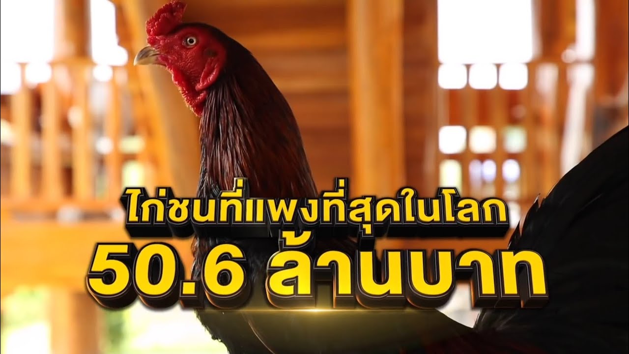  Pama Daeng Lo Big Game 50 Juta Baht YouTube