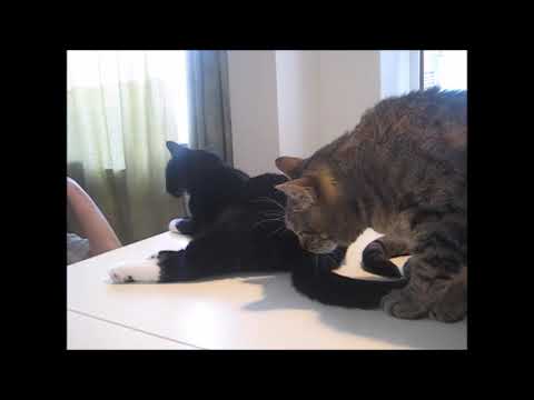 cat แปลว่า Mysli & Ansku