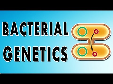 Video: Kas yra genetiniai mainai bakterijose?