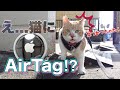 見つける天才AirTagを猫用に購入しました！｜ねこさんぽ｜Genius at finding things, I bought an AirTag for cat!｜Cat walking