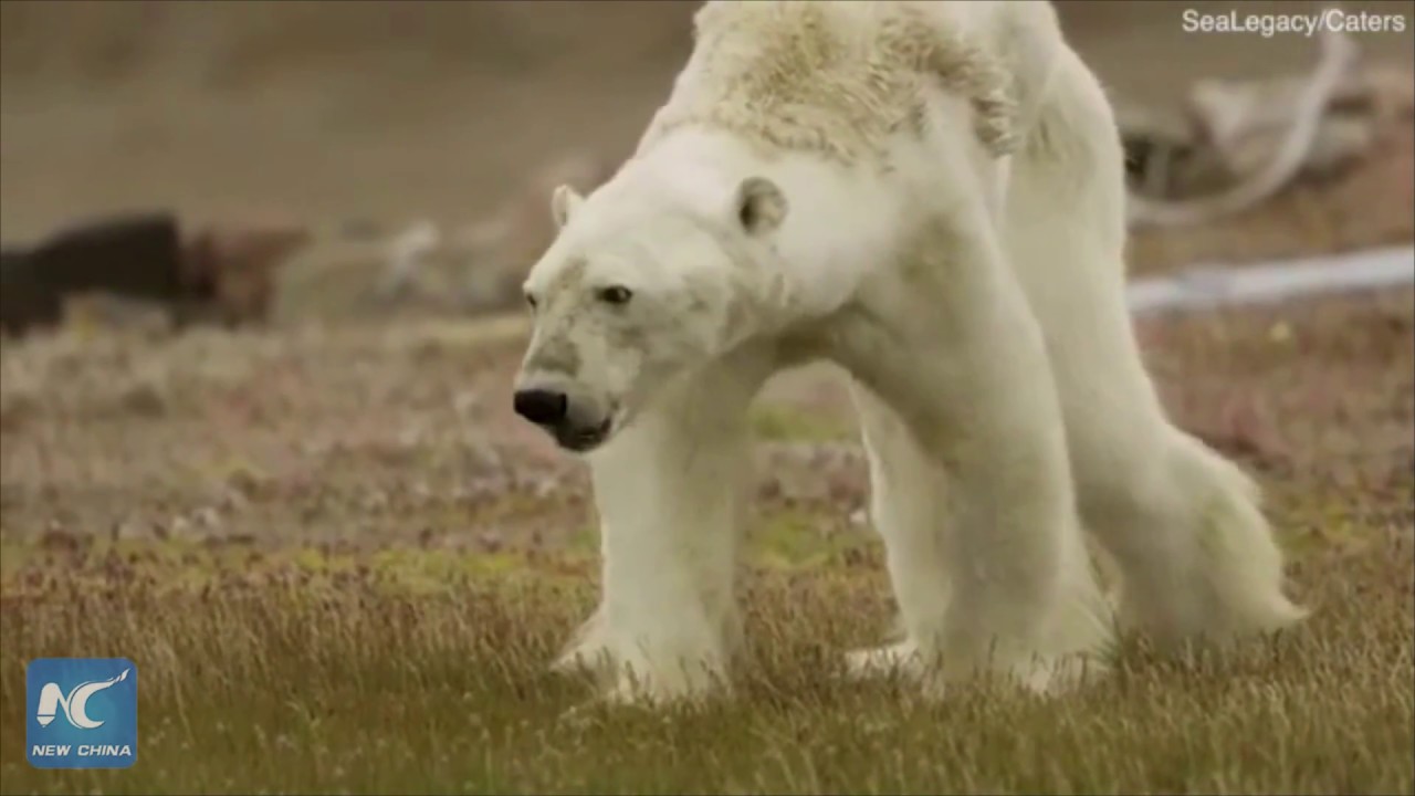 Heartbreaking footage shows a starving polar bear struggling to walk