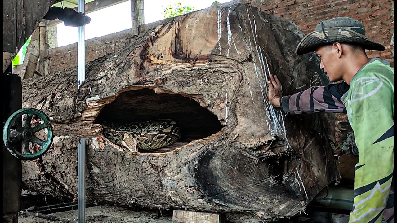 Giant Trembesi Log Nearly Damages the Machine ‼️ Thrilling Sawmill ...