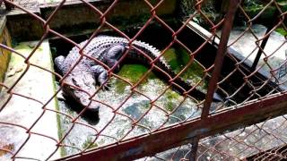 Bathing and feeding crocodile (Thay nước và cho cá sấu ăn)