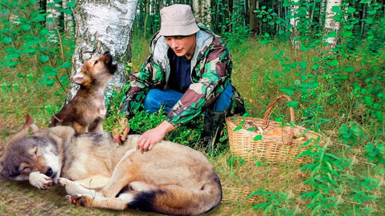 Умирающая волчица молила парня позаботиться о её волчонке. И тогда он ей пообещал