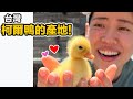 黏著你的超萌寵物鴨鴨!台灣的柯爾鴨都來自這裡喔!鴨鴨天堂!超棒的專業珍禽繁殖場!