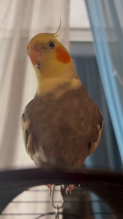 Самка кореллы чирикает #корелла #cockatiel #parrot - YouTube