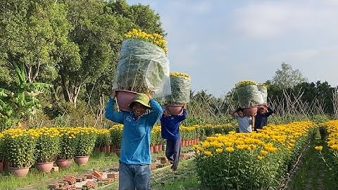 GIAO HOA CÚC PHA LÊ 22/12 TẾT 2022 | HƯỚNG DẪN TRỒNG HOA