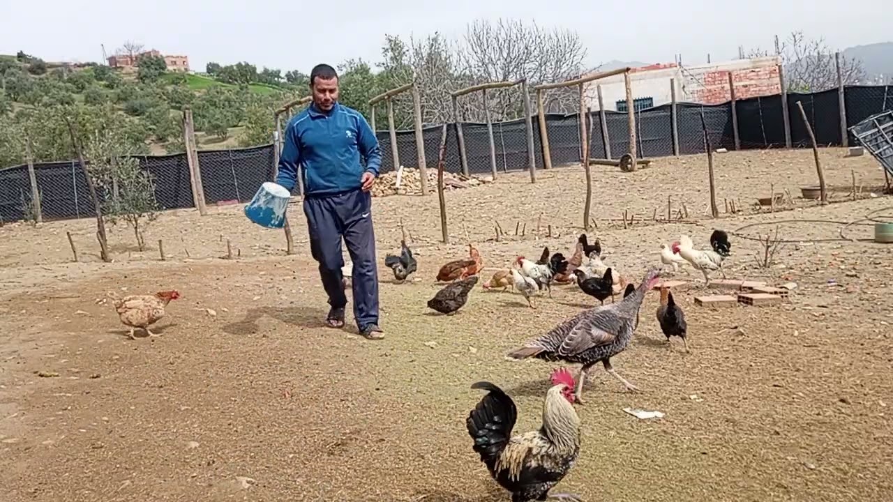 يوم جميل مع الدجاج وحصيلة البيض ❤️🇲🇦