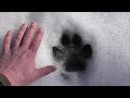 UK Big Cat Hunt March 2018 - Plus Trailcam Pick Up