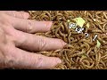 【閲覧注意】大量のミルワームの中に手を入れると・・