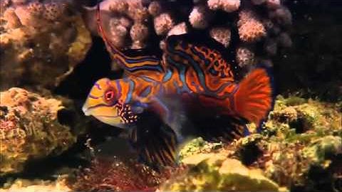 تلاوة رائعة بصوت مزمار من مزامير آل داوود .