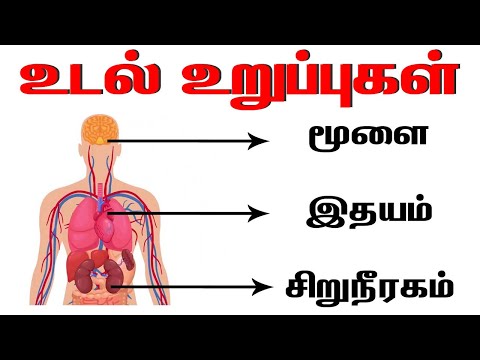 மனித உடல் உறுப்புகள் | Learn body parts name in Tamil | Parts of the body in tamil | Udal uruppugal