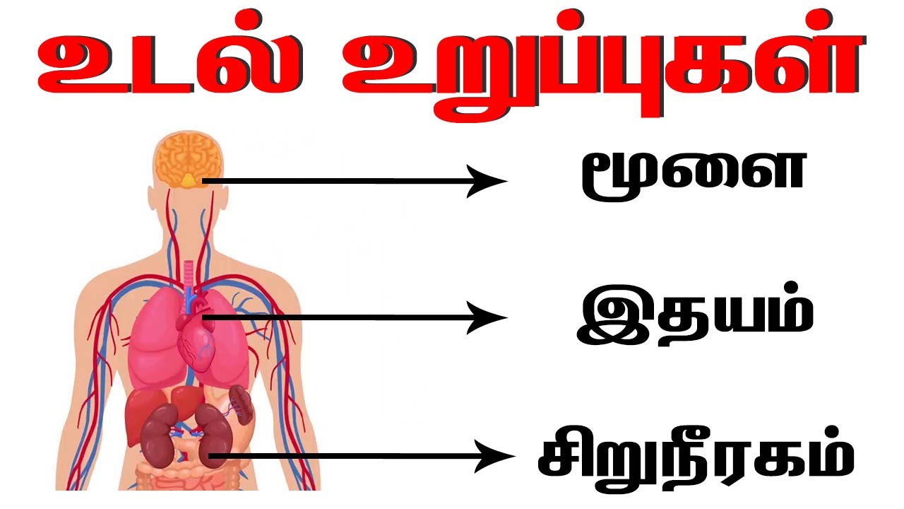 மனித உடல் உறுப்புகள் | Learn body parts name in Tamil | Parts of the