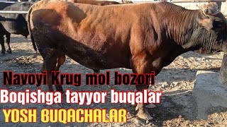 Navoyi Krug mol bozori yosh buqachalar va boqishga tayyor buqalar 25/07/2021