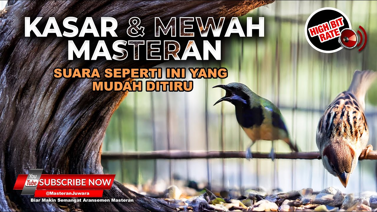 Masteran Mewah Kasar Greja Tarung Panjang vs Cucak Cungkok Full Variasi Temabakan Memukau