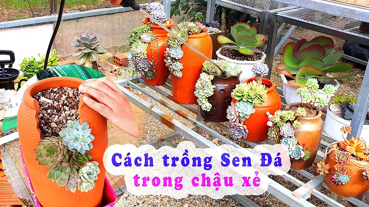 Hướng dẫn trồng sen đá năm 2024