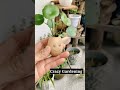 Pilea plant  care tips and tricks shorts trending viral