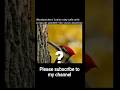 Comment woodpecker of you like#science #woodworking #birds #woodpecker