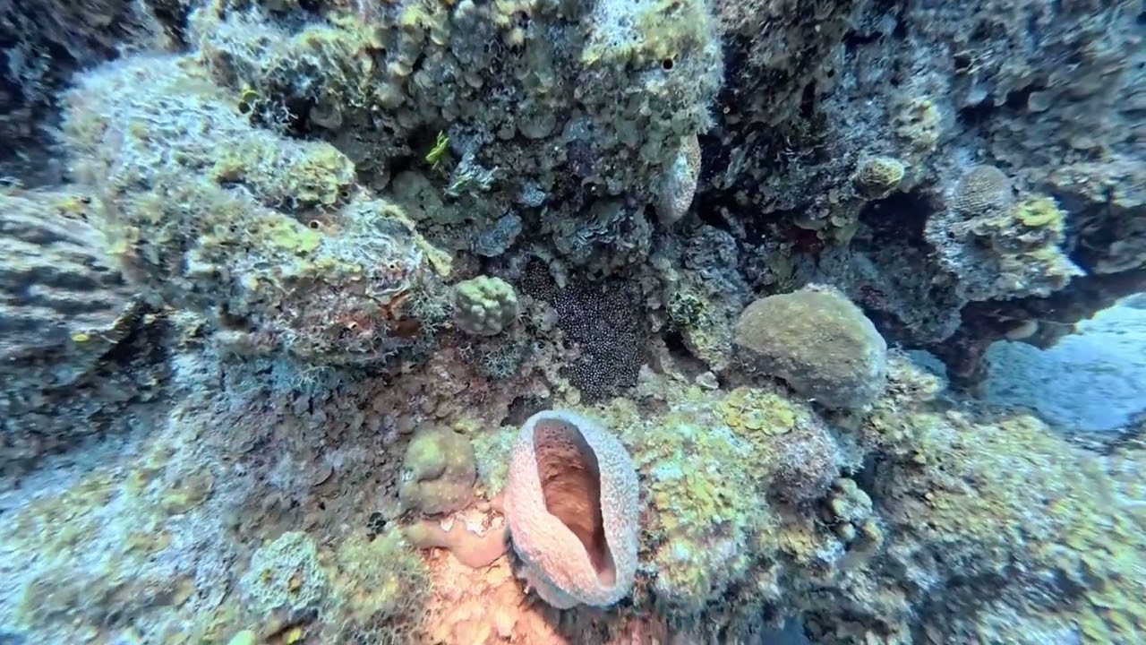 Cayman Islands, Eden Rock/Devil’s Grotto - bluehead wrasse - March 4, 2025 
