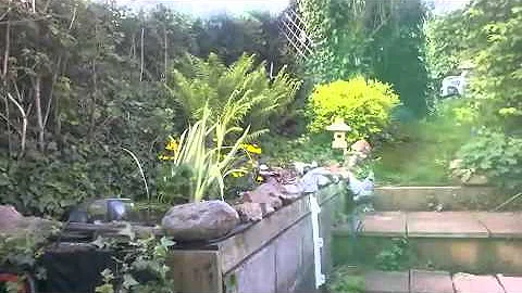 Baby Birds