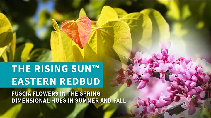 The Rising Sun™ Eastern Redbud Tree - DayDayNews