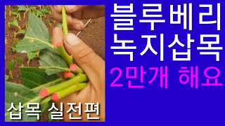 블루베리 삽목(녹지삽목)여름삽목 합니다 비닐하우스 위와 측면에 차광막,차광망 씌웠습니다  불루베리 재배법 귀농 귀촌 농사 농업 농부 시골 살충제,농약,살균제