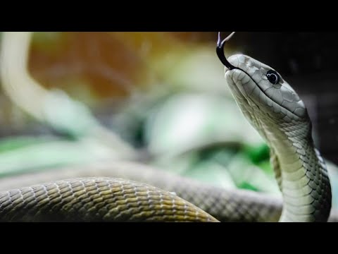Βίντεο: Φίδι σε ένα όνειρο: τι πρέπει να προετοιμαστείτε