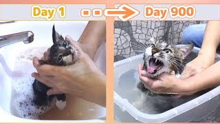 [Growing up Kitten] The Emotional 900 Days Kitten Jin's first bath until current bath  Whole story