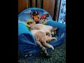 c'est tt ropp chouuu #abonnetoibg #cat