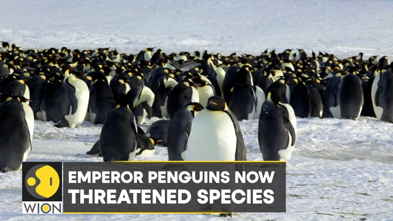 WION Climate Tracker: Emperor penguins now threatened species