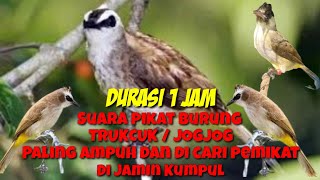 suara pikat burung Trucukan / Jogjog ribut paling ampuh dan paling di cari para pemikat #part 019