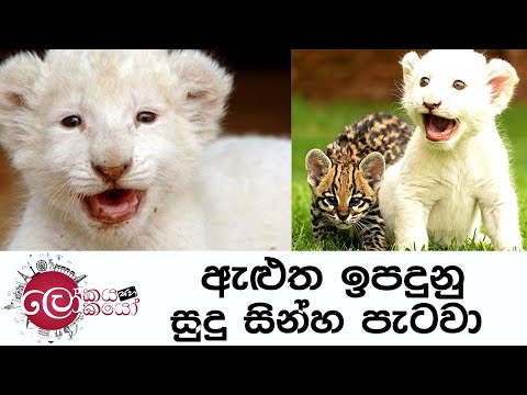 Lokaya saha Lokayo | ඇළුත ඉපදුනු සුදු සින්හ පැටවා | TV Derana