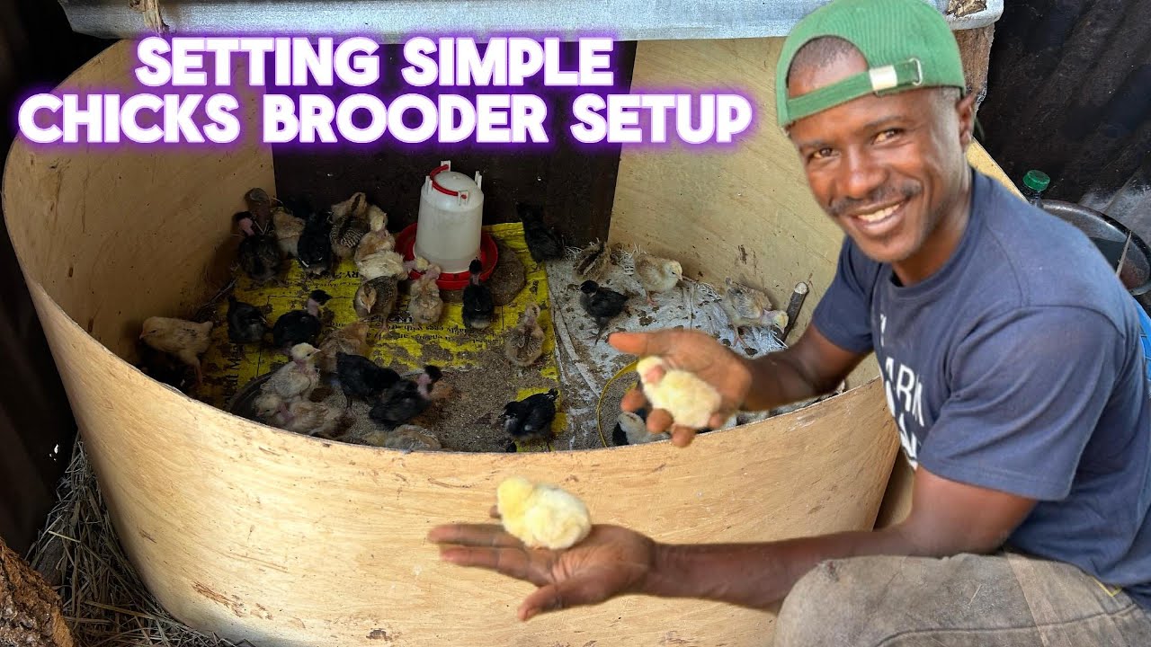 Как сделать простой самодельный брудер для цыплят и руководство по кормлению цыплят в первый день...
