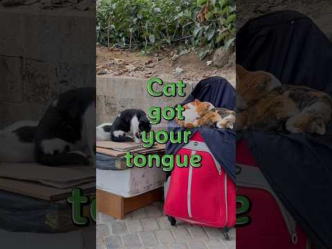 Video: Cat Got Your Tongue? Katten in onze taal en cultuur