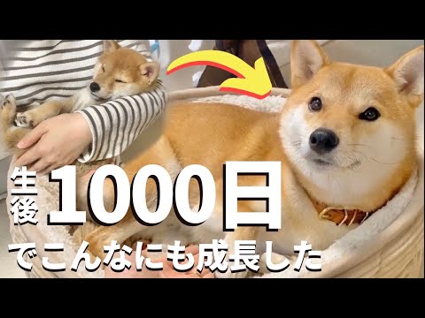 あんなに小さかった柴犬の赤ちゃんは、生後1000日でこんなにも成長した