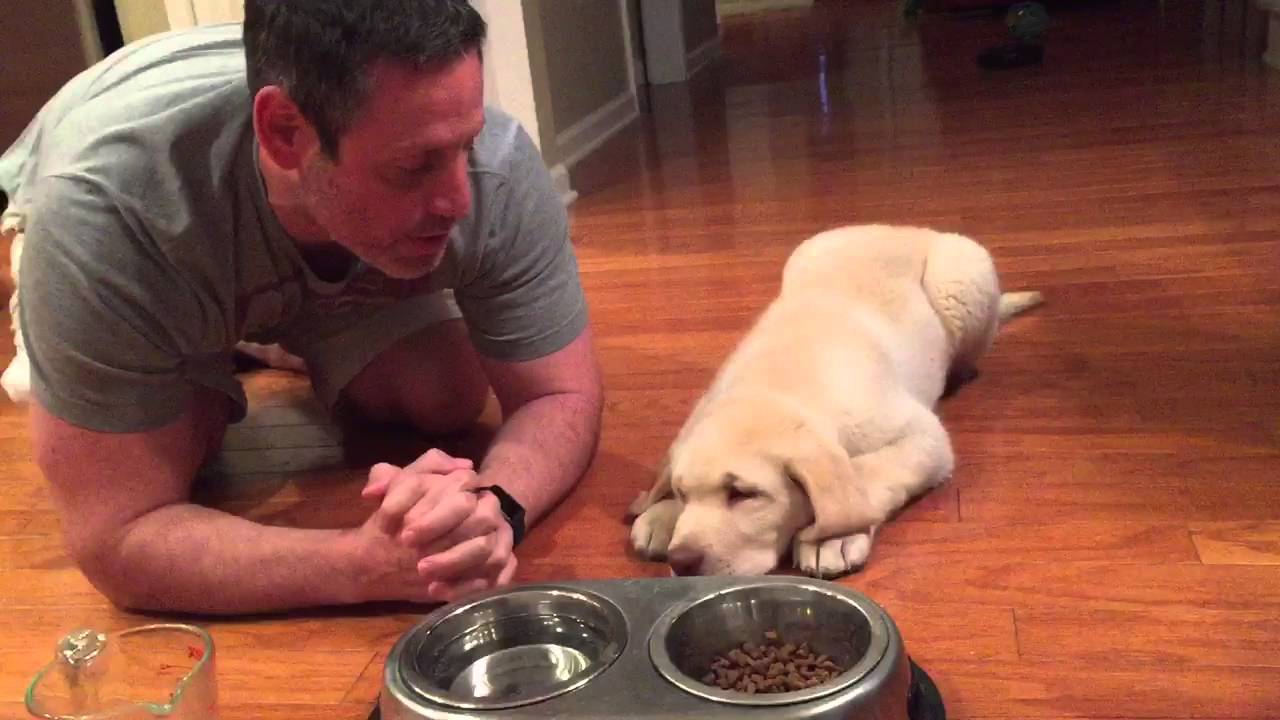 11 week old lab puppy praying w/daddy before dinner youtube