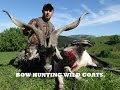 GOAT BOWHUNTING New Zealand.