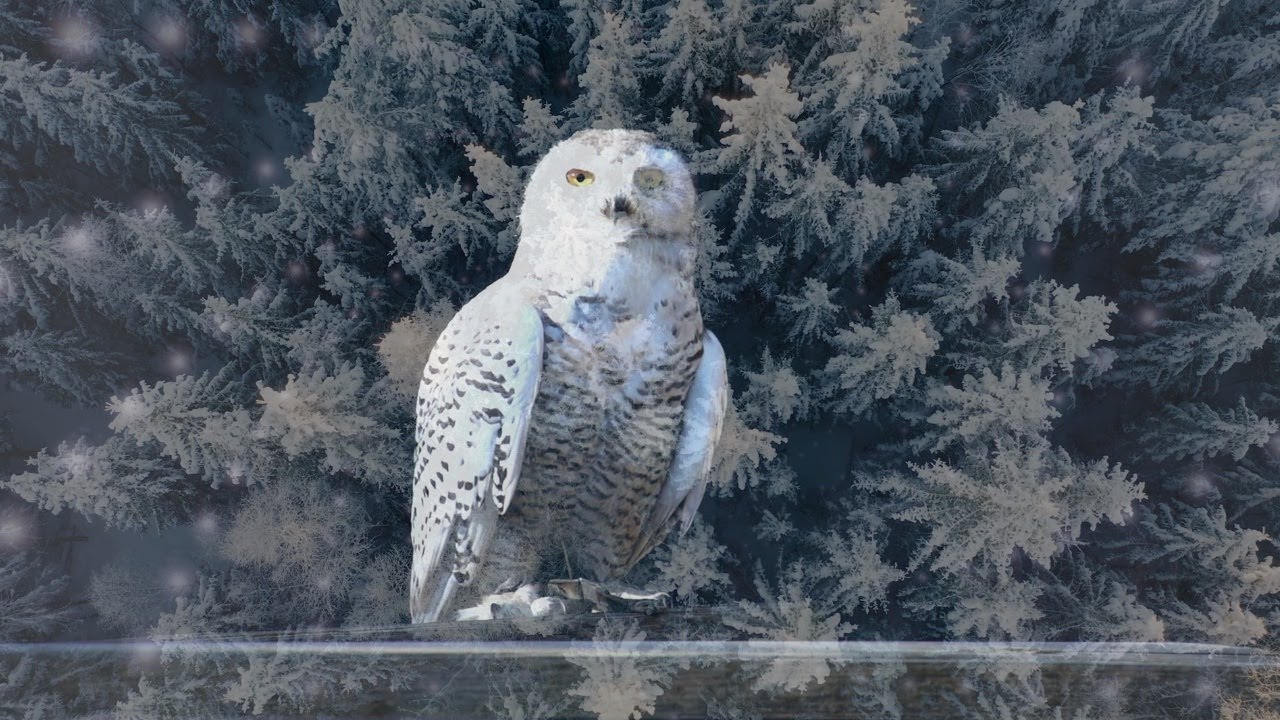 Watch Redeco- Snowfall Cabin (Official Music Video) on YouTube Watch Redeco- Snowfall Cabin (Official Music Video) on YouTube