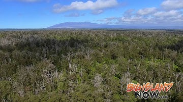 UH Scientists Work to Preserve Ohia Trees